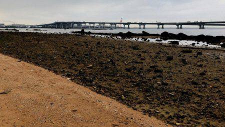 甲子園浜 デイゲーム スズキ&キビレ